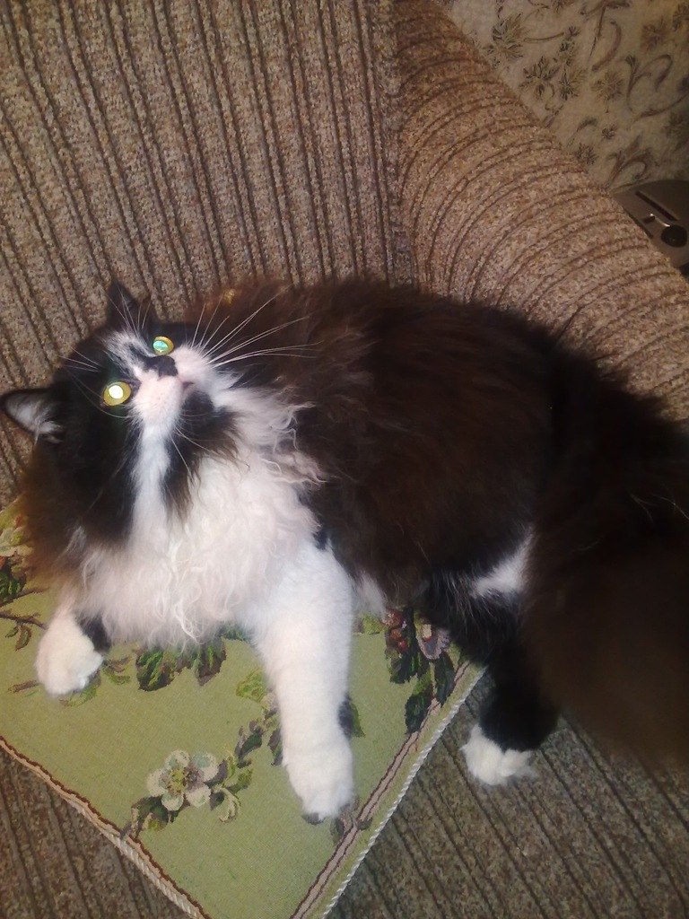 Томас Романов | Санкт-Петербург