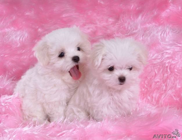 Мариночка Хорошая | Москва