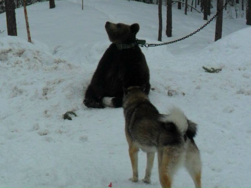 Дмитрий Мирсков | Кондопога