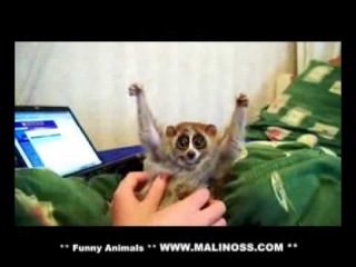 лемур-кайфун :)