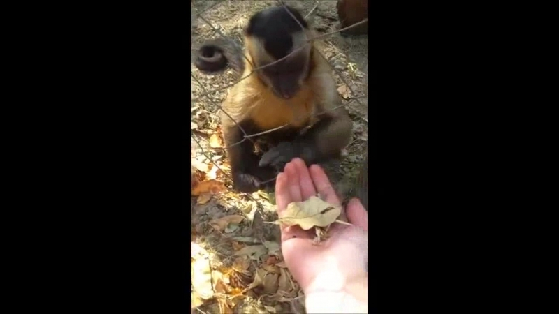 International Primate Rescue Chino Crushing