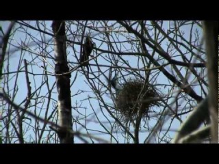 CORBEAU Freux / Corvus frugilegus / La Corbeautière ! BRUITX