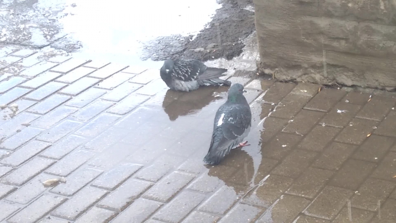 Голуби под