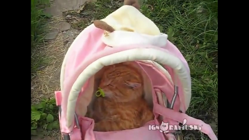 Девочка, кот и