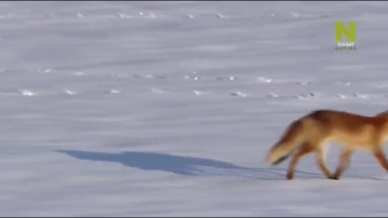 Лиса пытается проломить