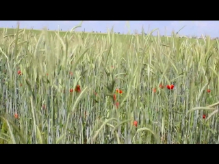 Video by Koledzh-Podilskogo-Derzhavnogo Agrarno-Tekhnichnogo-Universitetu