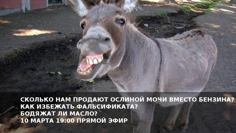 Синие Ведерки LIVE ОСЛИНАЯ МОЧА ВМЕСТО БЕНЗИНА