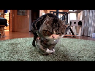 芸術的に入るねこ Maru gets into it