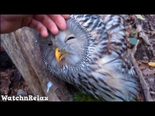 Wild Animals Showing Love to Human #6