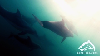 Serene Sea | ЦРХП |