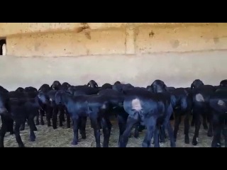 Гиссары класса элита номер ☆-0001-вМире.Ягнята.Нуржана Жумабекова. +77025009400.