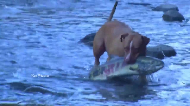 Dogs catch huge salmon Dogs Take to Fishing Like Ducks to