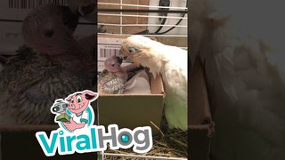 Cockatoo Love  || ViralHog