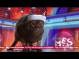 News Mews #2. Олимпиада и день котституции