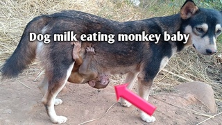 Dog milk eating monkey baby - Thada Yatri
