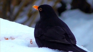 Winter Breakfast for cute Garden Birds