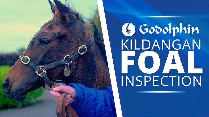 Inspecting Foals at Kildangan