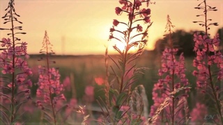 Эдвард Григ   Песня Сольвейг   Edvard Grieg   Solveig’s Song