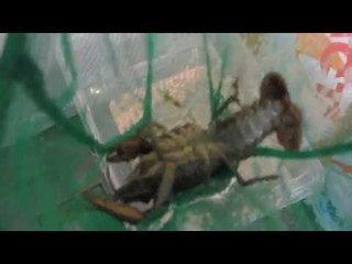 Мой аквариум с мраморными раками