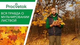 МУЛЬЧА ИЗ ЛИСТЬЕВ. Правильное мульчирование.