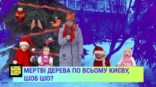 Жива чи ні  білка захища ялинки / ШобШо