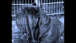 Extreme dog breeding