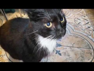 КОТ ОБАМА РАЗБУШЕВАЛСЯ. КОТ ДЕМОН.