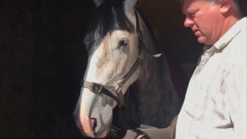 Horse Training: Day