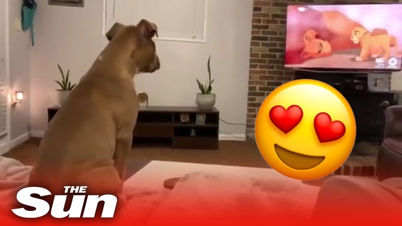 Adorable dog reacts in the cutest way to Lion Kings saddest