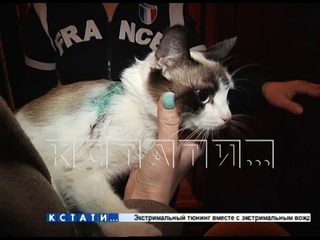 Опасный живодер с опасной бритвой в руках орудует в Лыскове