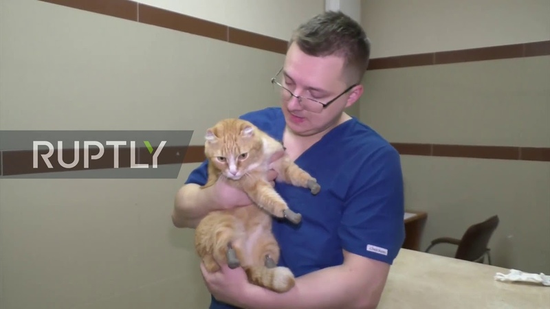 Prosthetic paws give Russian amputee CAT a new lease on