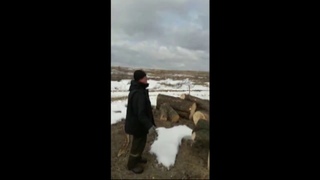 Деревья в д  Ларино спилили незаконно и свалили в овраг