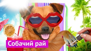 Город, удобный для собак