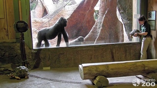 Toronto Zoo Gorillas Encounter Unexpected Visitors!