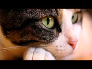 Планета кошек Детская песенка