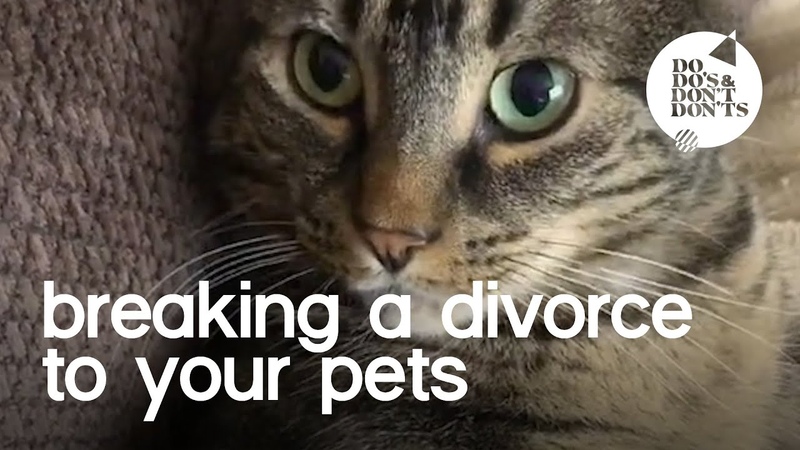 How To Tell Your Pets You re Getting A Divorce, Do dos Dont