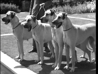 Great Fellows (1937)