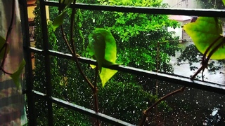 Rain Drops, Sony Slowmotion 960FPS Camera, Sony Xperia XZ1
