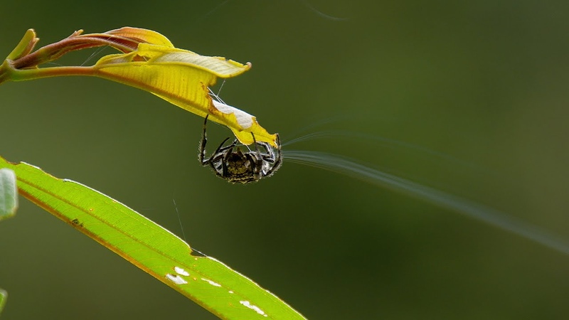 Spider Shoots 25 Metre Web, The Hunt, BBC