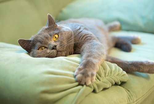 №36, Liberta Amore, Bilbao №36, Liberta Amore, Bilbao