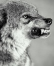 Фотография Zuev Lexa