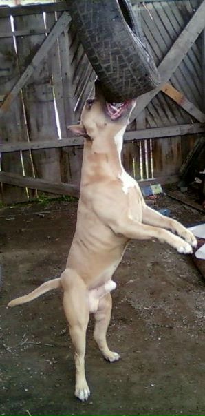 №1, Константин Войлошников №1, Константин Войлошников