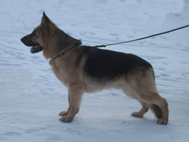 Наталья Дворецкова | Свободный