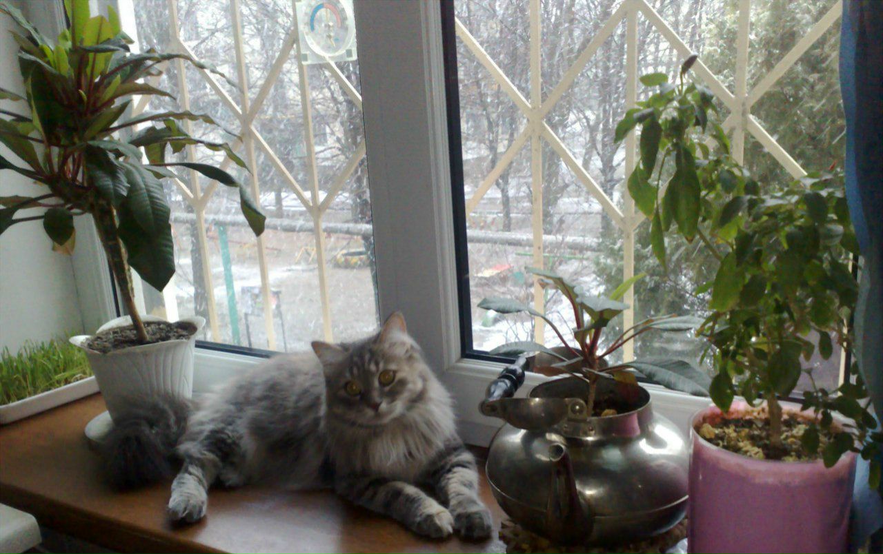 Ольга Трофимова | Симферополь