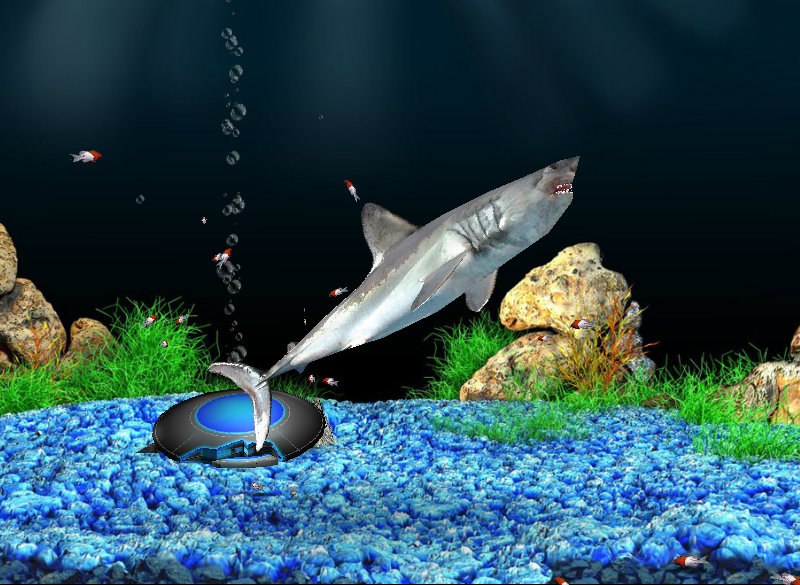 Ройал Гулиев | Санкт-Петербург