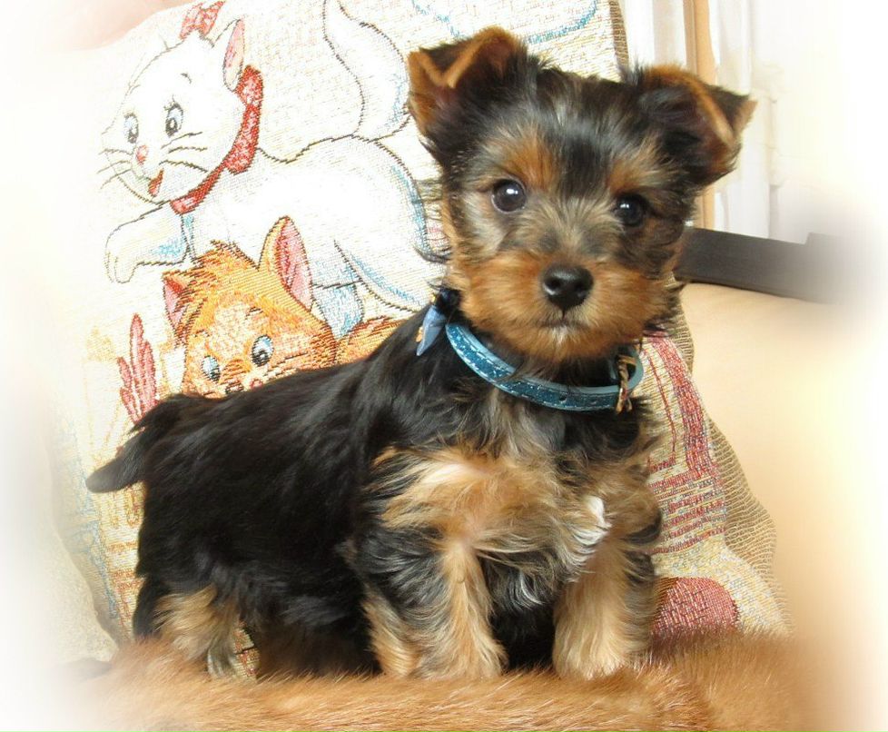 Костя Щербинский | Минск