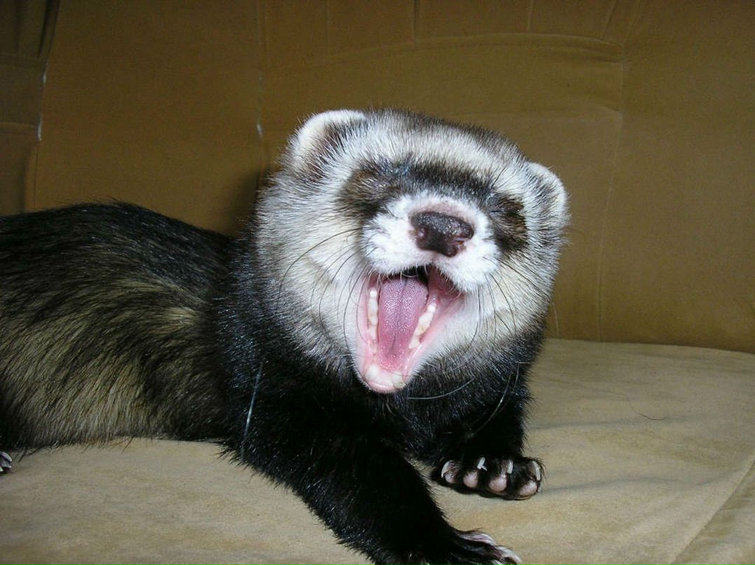 Михаил Сидоров Mijael | Luluabo