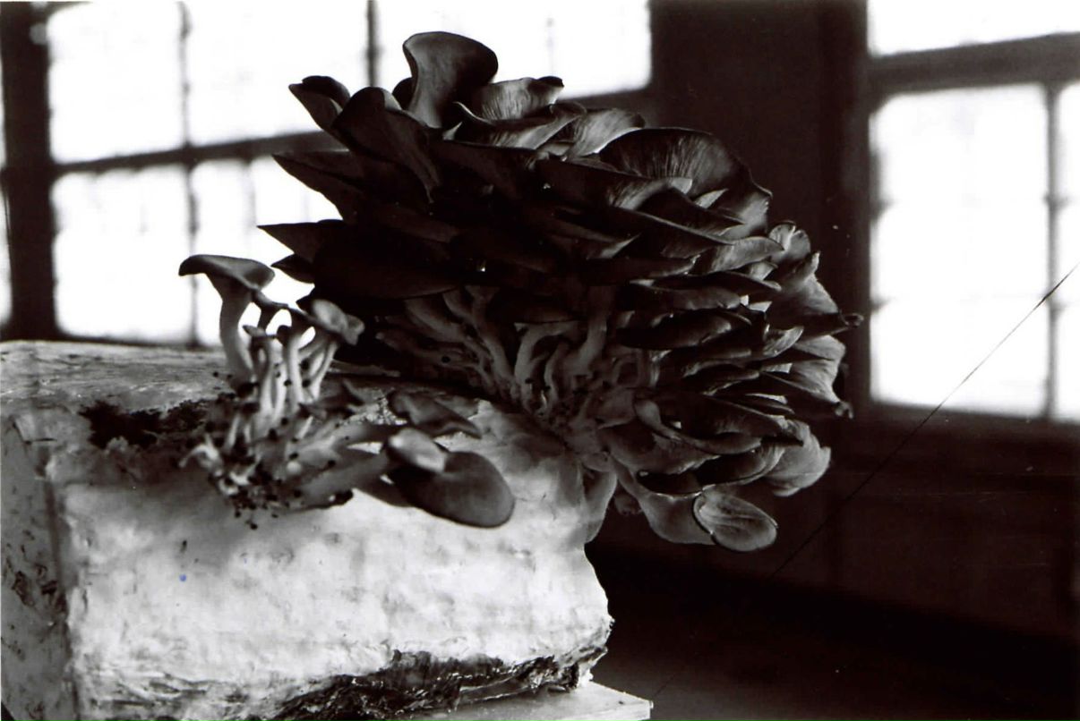 Ilja Gorbunov | Санкт-Петербург