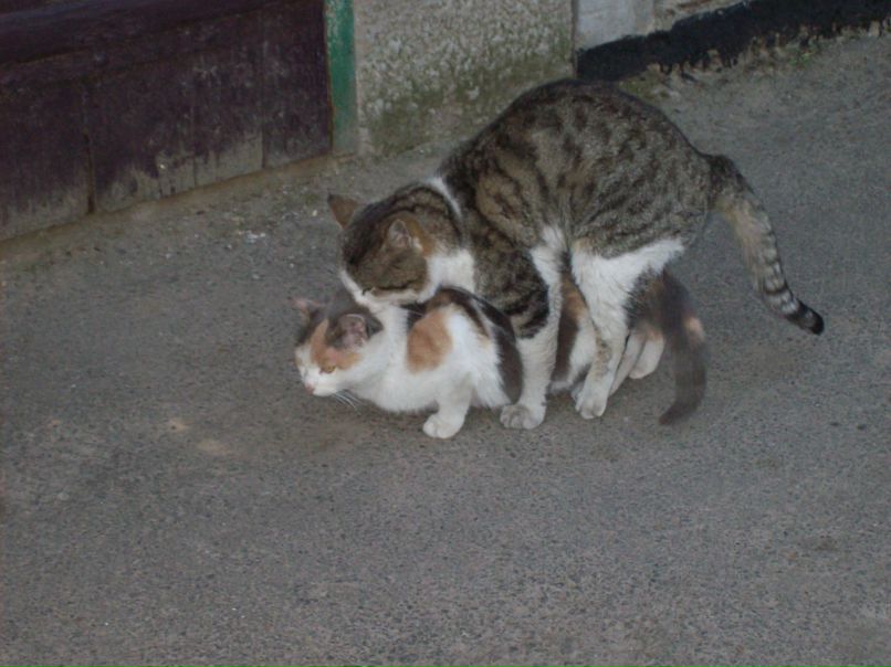 Тімур Сокунов | Киев