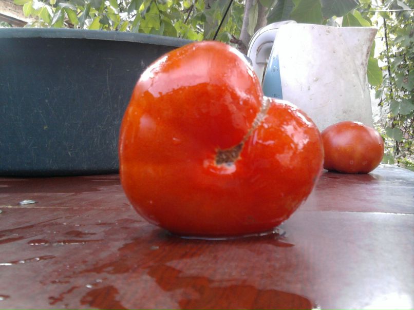 Виктория Бровко | Запорожье